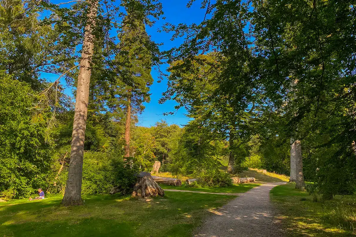 Grussti mellem høje træer og stubbe i Forstbotanisk Have med blå himmel