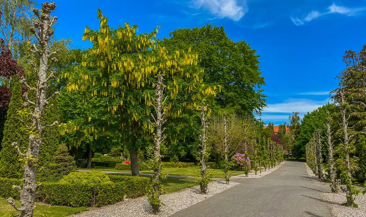 Gul blomstrende træer langs bred sti på Nordre Kirkegård