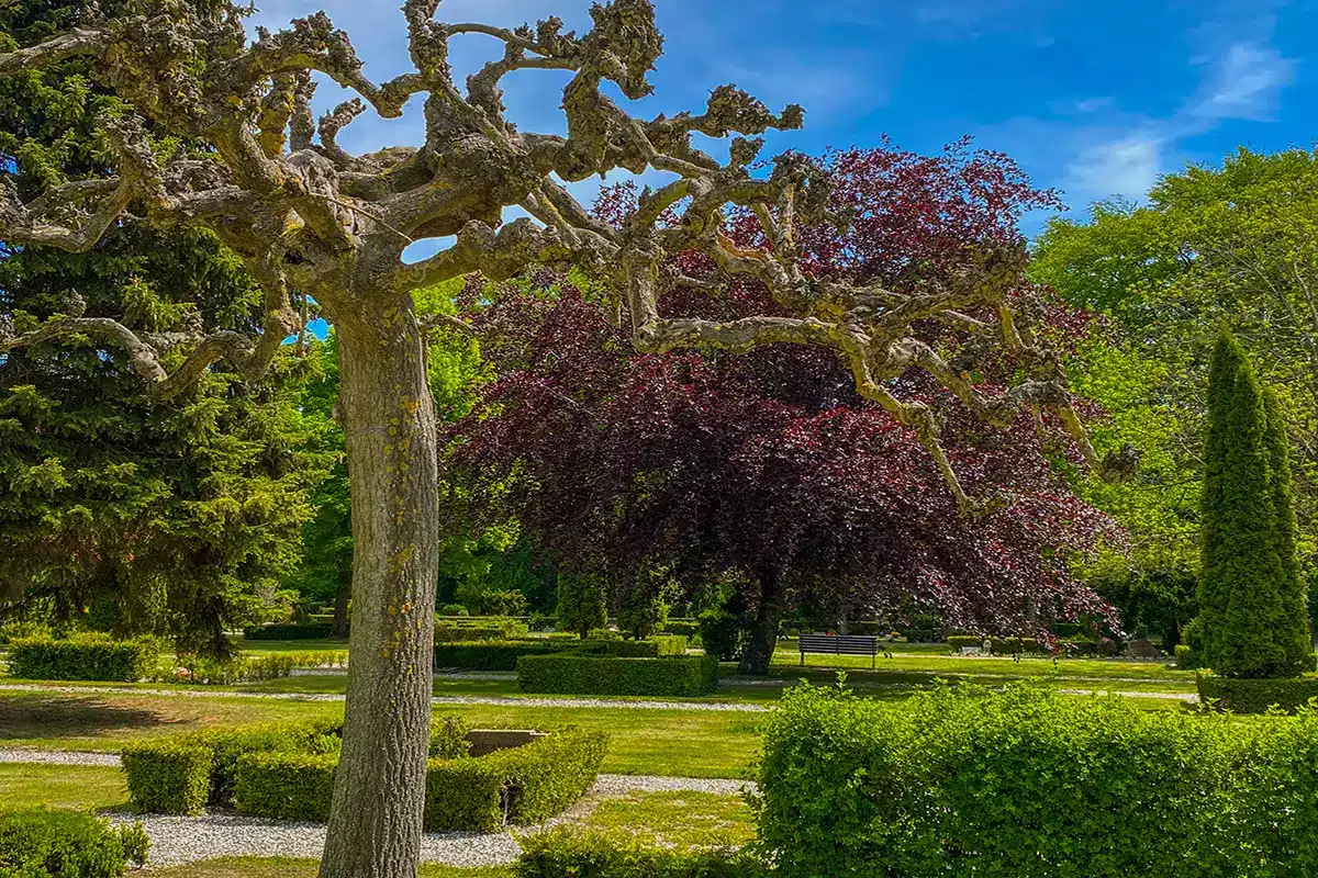 Krogede gamle træer og stille stemning på Nordre Kirkegård