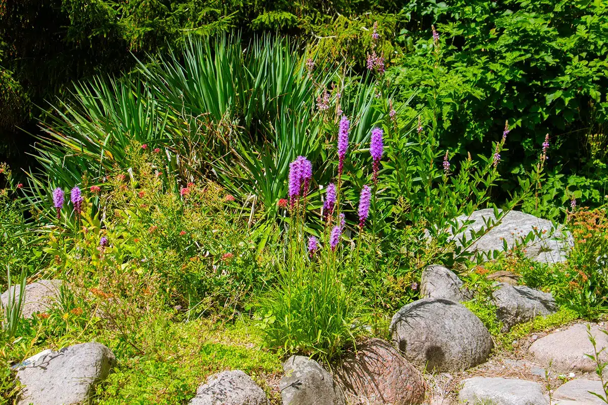 Lilla blomster og stenbed i botanisk have