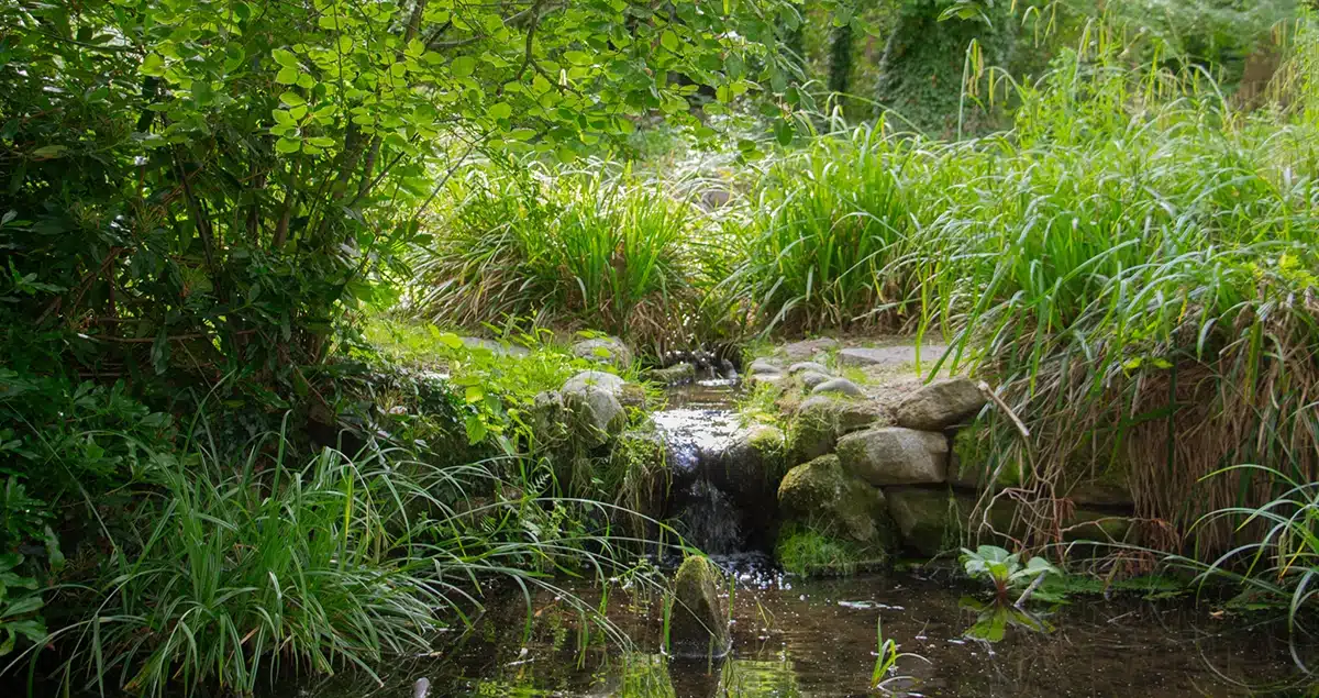 Lille vandløb mellem sten og planter i Forstbotanisk have Lille vandløb mellem sten og planter i Forstbotanisk have