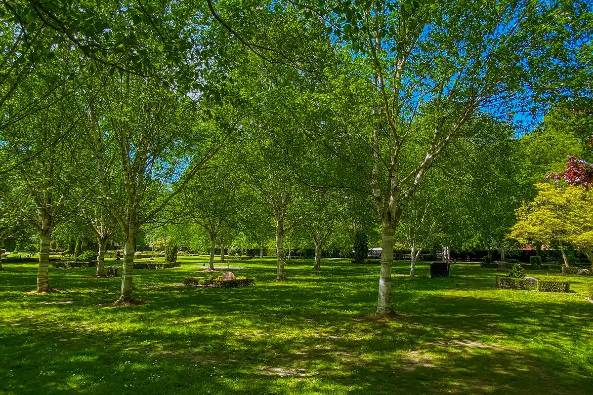 Lys birkelund med gravsteder og ro på Nordre Kirkegård