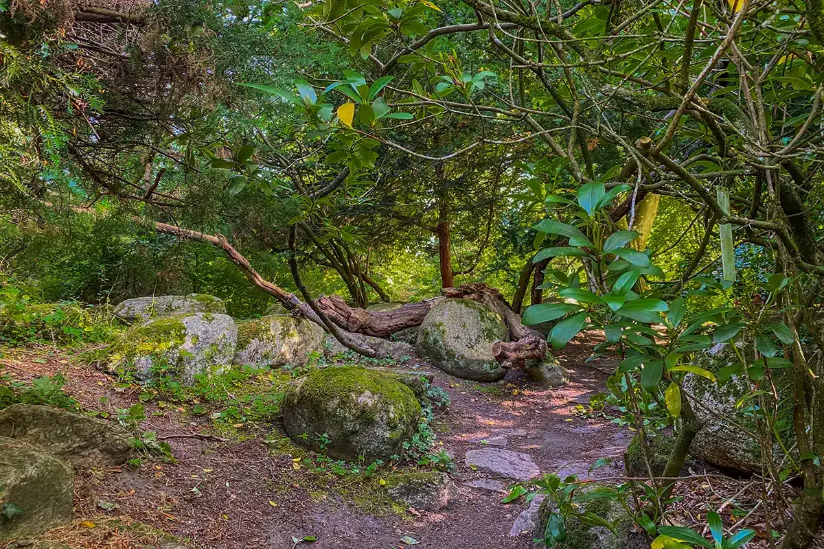 Skovbund med store sten og rødder i Forstbotanisk have