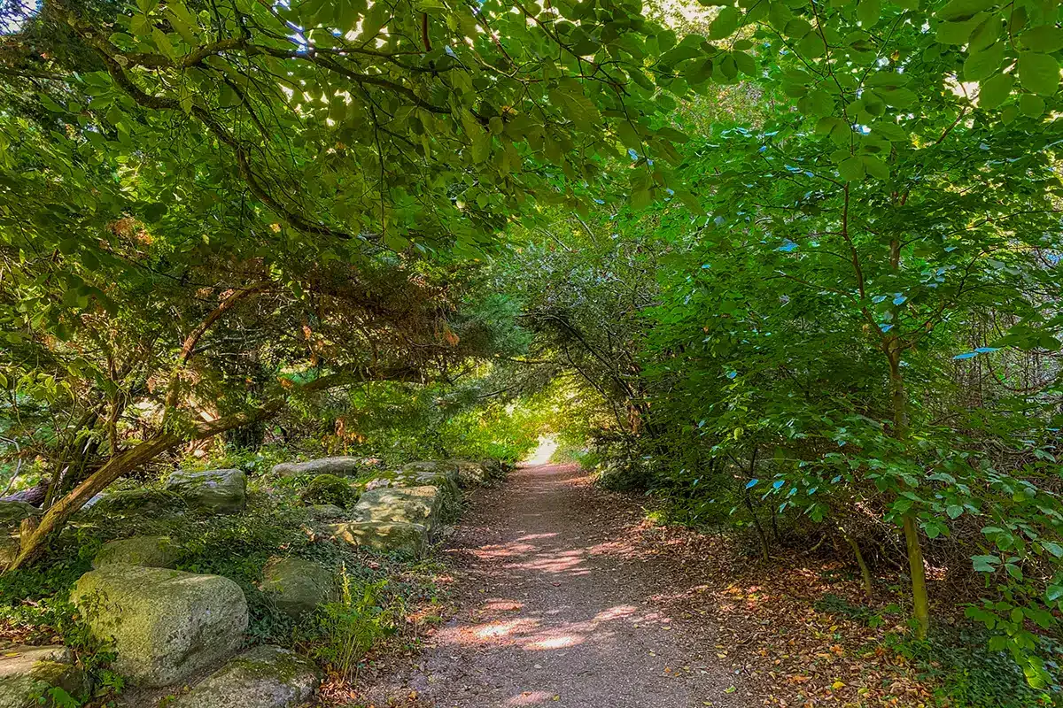 Smal skovsti med sten langs i Forstbotanisk have
