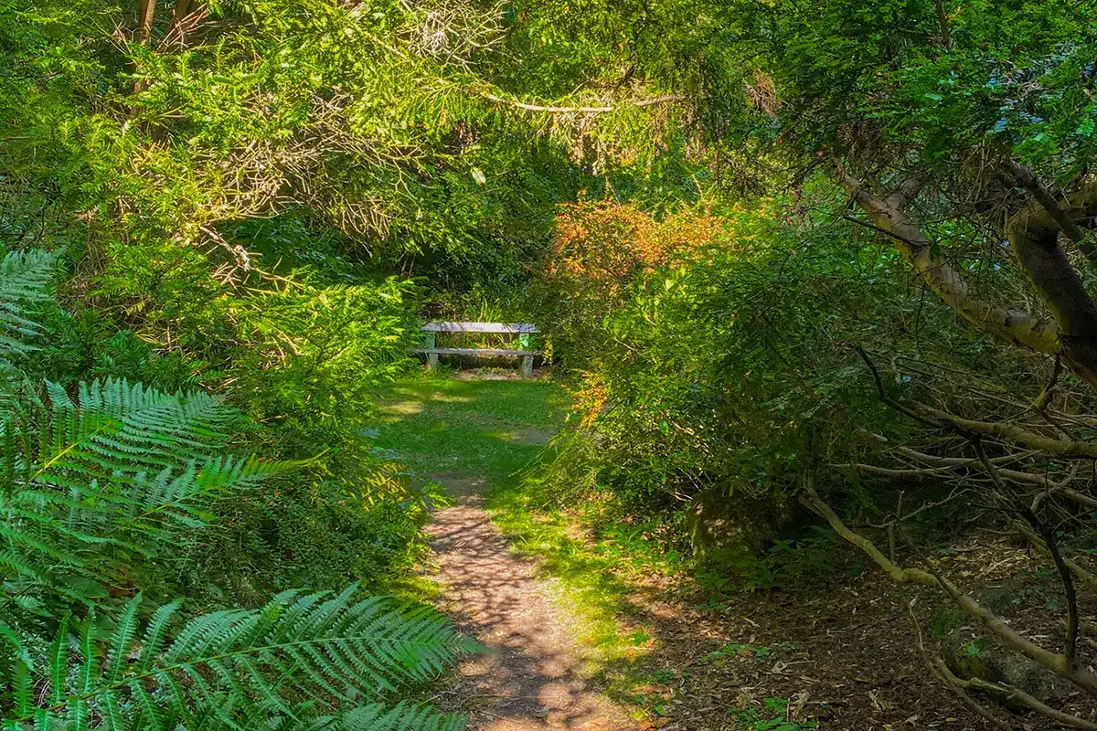 Solbelyst skovsti med bænk for enden i Forstbotanisk Have