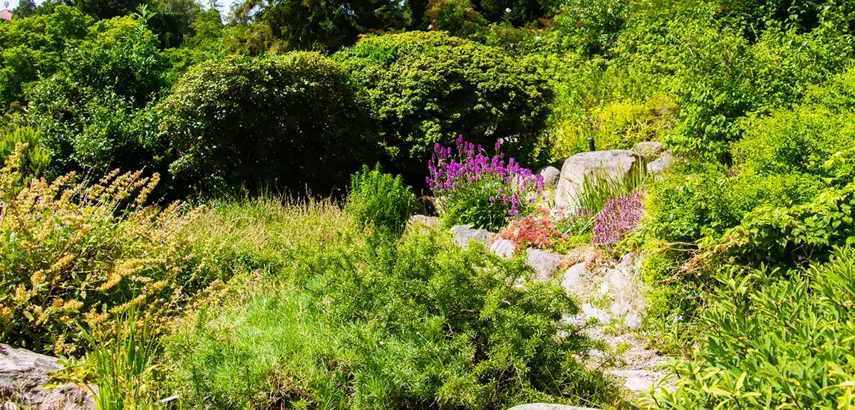 Grøn plæne og stier i botanisk have