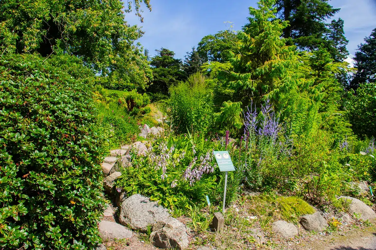 Sti gennem frodig beplantning i botanisk have