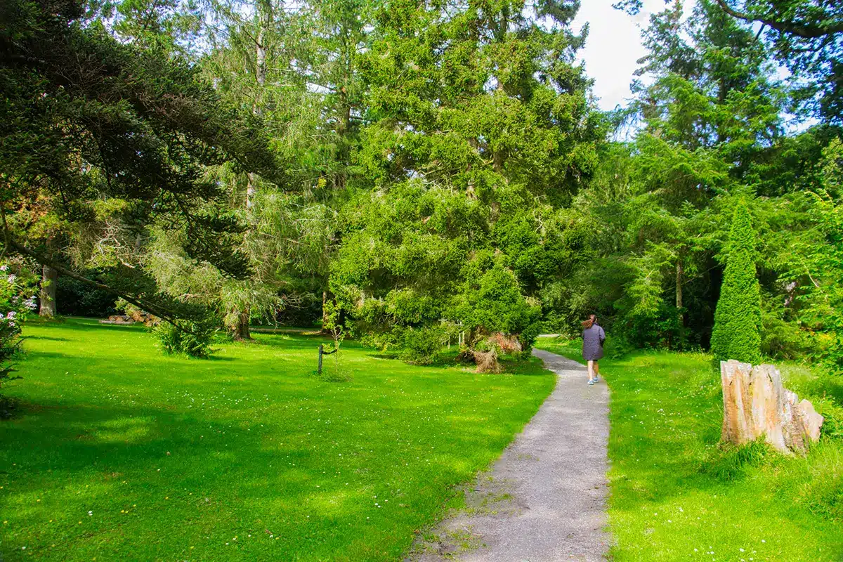Sti gennem høje træer i Forstbotanisk have