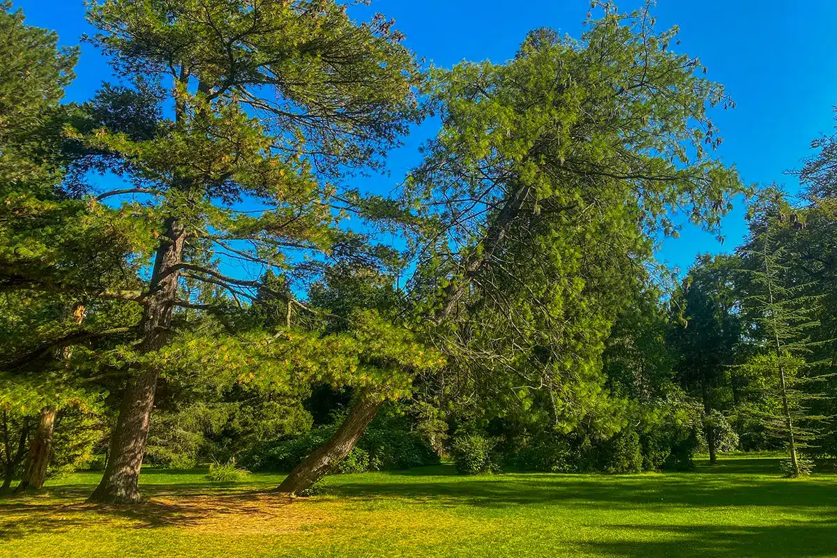 Solrig sti under træer i botanisk have