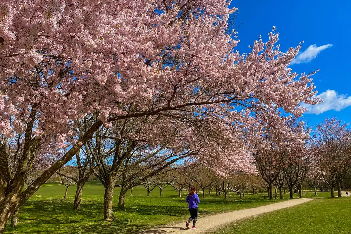En løber under de blomstrende lyserøde japanske kirsebærtræer i Mindeparken