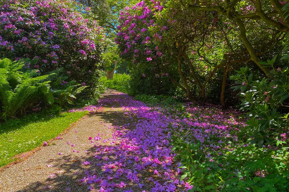 En sti dækket af lilla kronblade under rhododendronbuske i Mindeparken