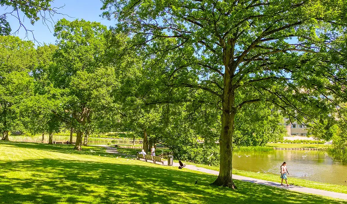 Grønne træer og søsti i Universitetsparken på solrig dag