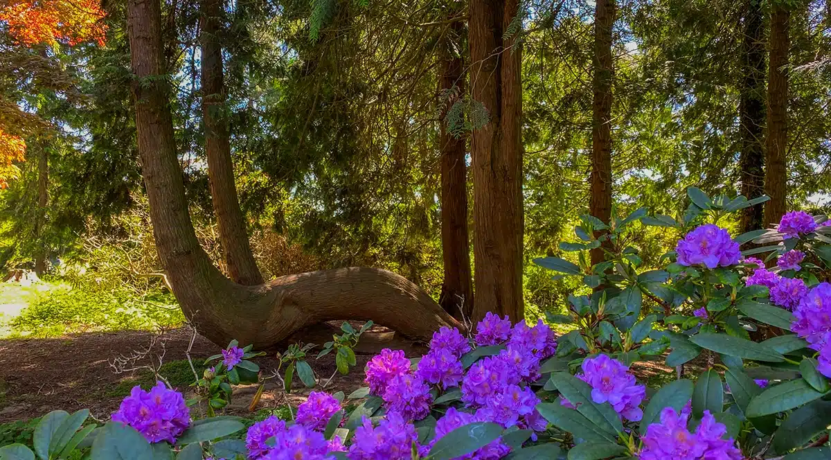 Rømerhaven og rhododendronbuske i Mindeparken