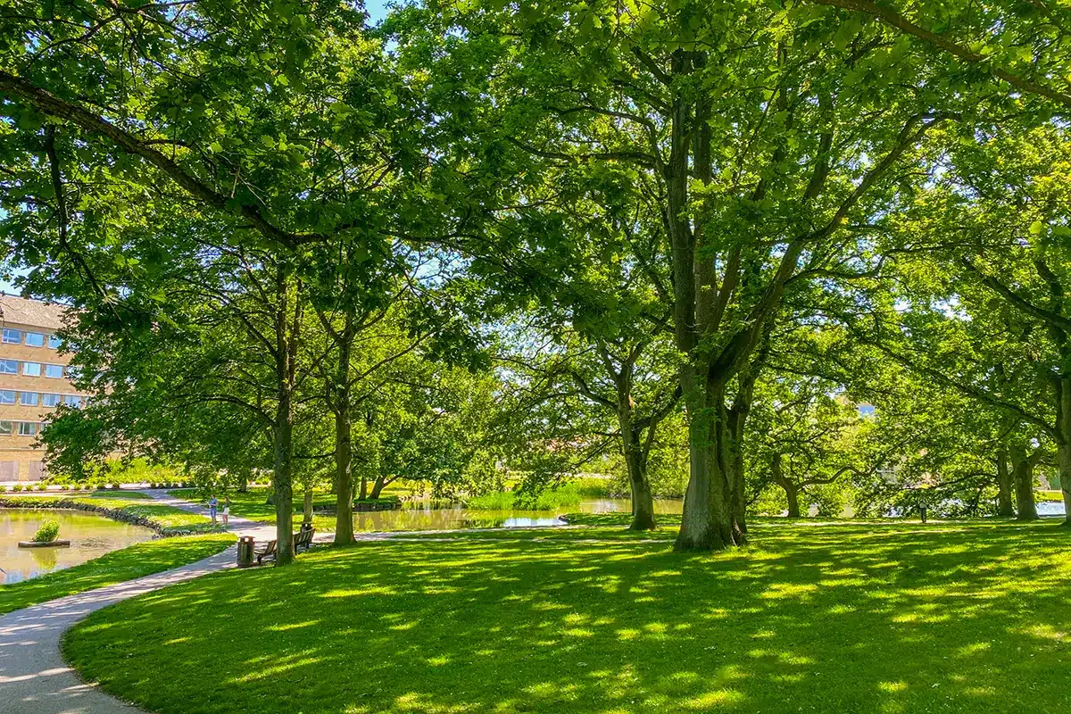 Skyggefulde træer og søområde i fredelige Universitetsparken