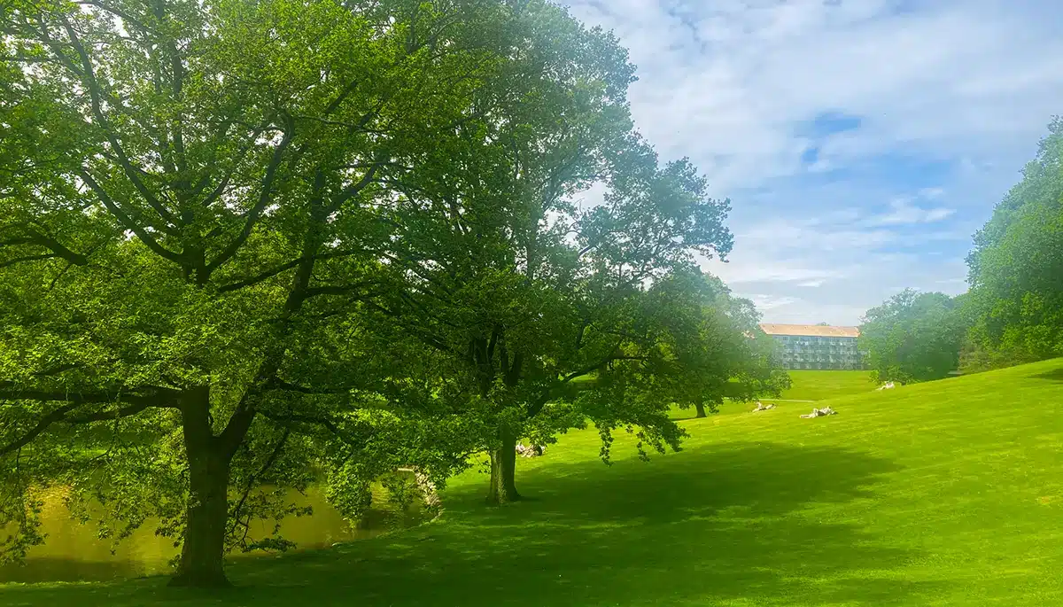 Solbeskinnet bakke og store træer i Universitetsparken