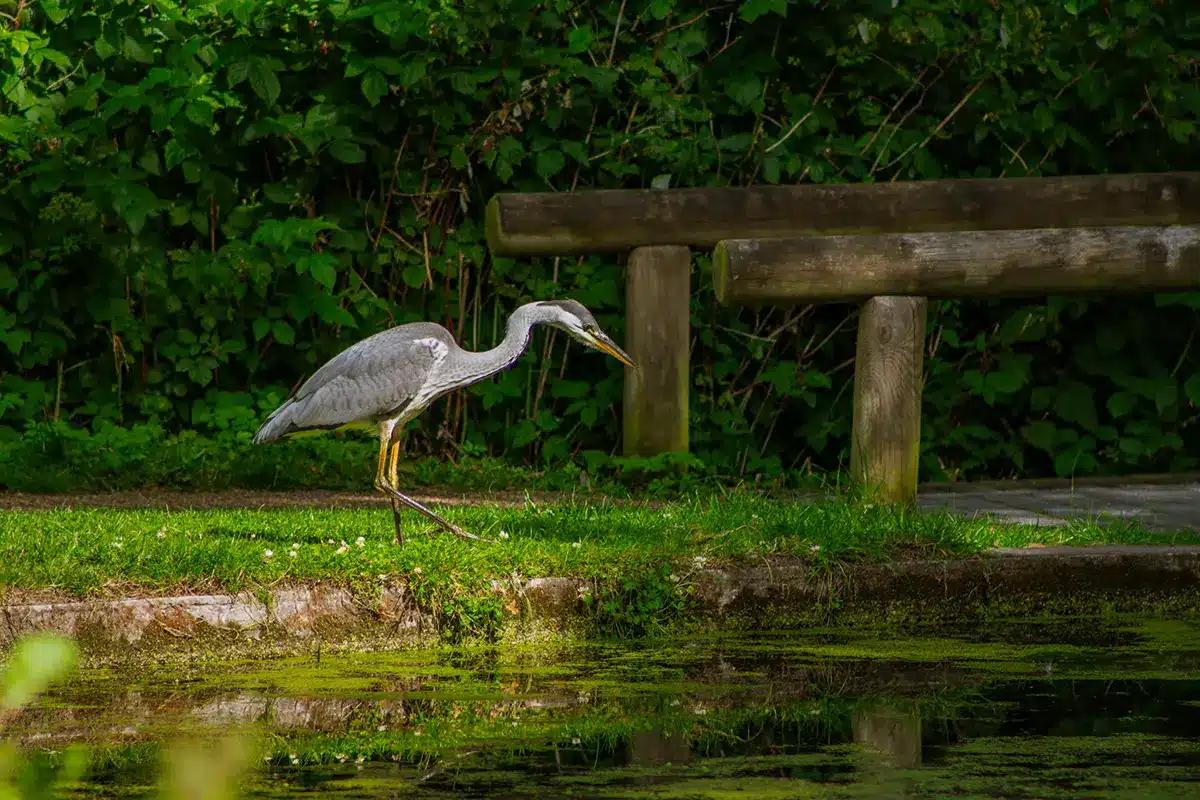 en fiskehejre står på lur ved vandkanten i grønne Mindeparken