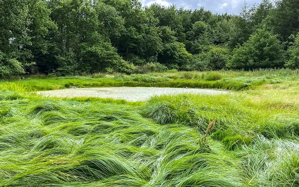 Brendstrup skov græseng
