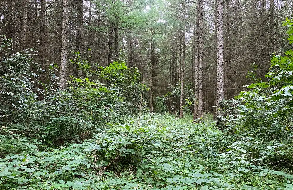 Brendstrup skov skovbund og træer