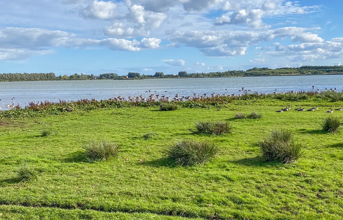 Egå engsø fugleliv
