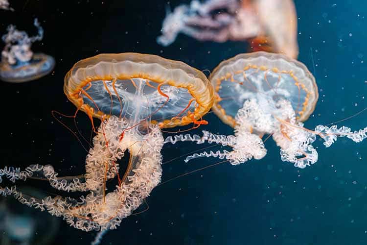 Gopler og Bobler, havet som spisekammer - envato billede