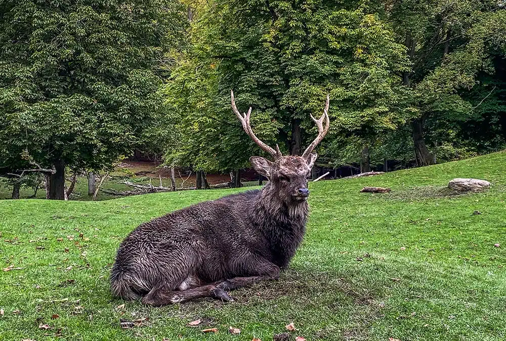 Marselisborg dyrehave en kronhjort hviler i parken