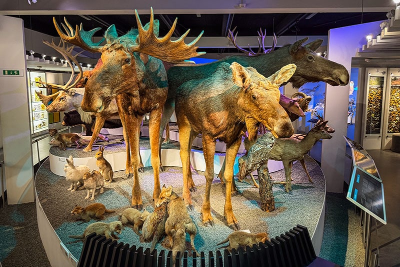 Elge og dyr i Den Globale Baghave på Naturhistorisk Museum