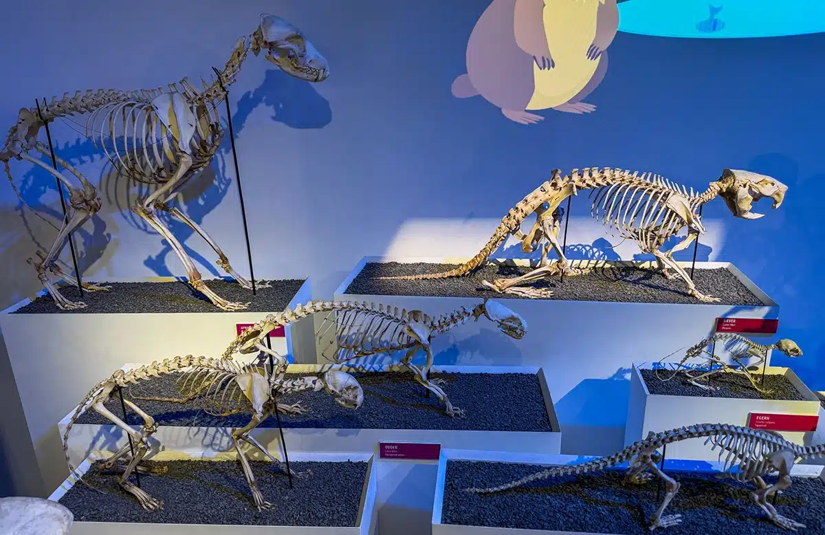 Flere forskellige dyreskeletter i evolutionsafsnittet på Naturhistorisk Museum