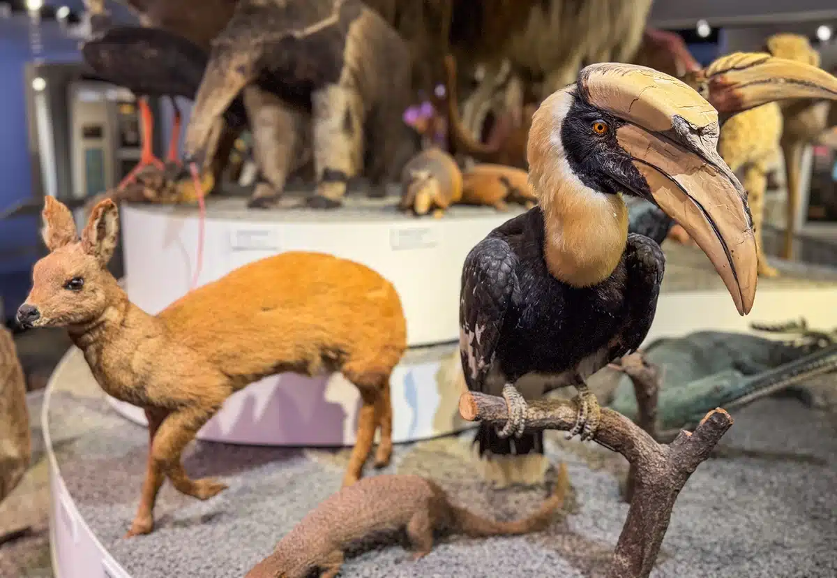 Fugl blandt dyr i Den Globale Baghave på Naturhistorisk Museum