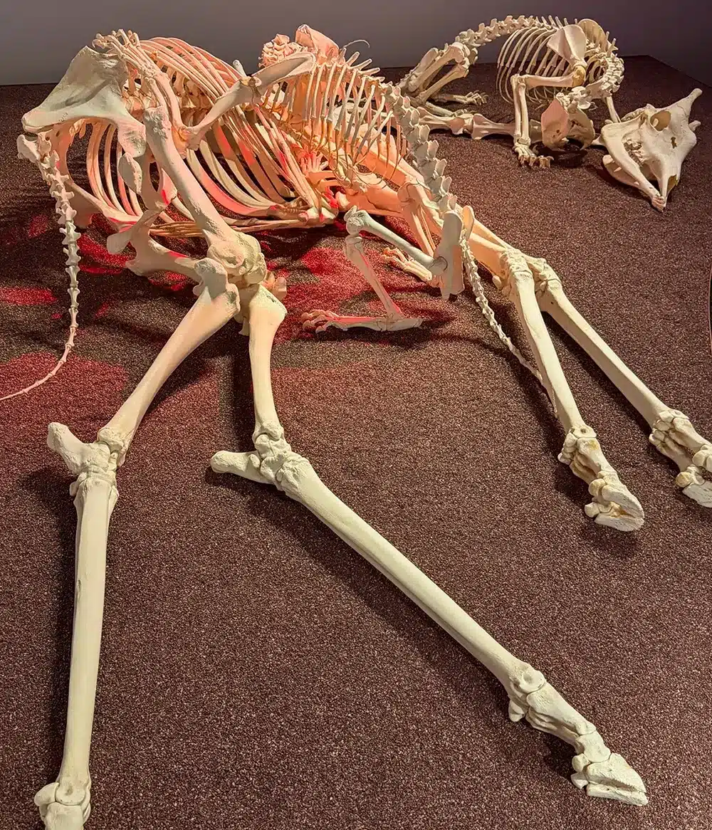 Girafskelet og løver i Den Globale Baghave på Naturhistorisk Museum