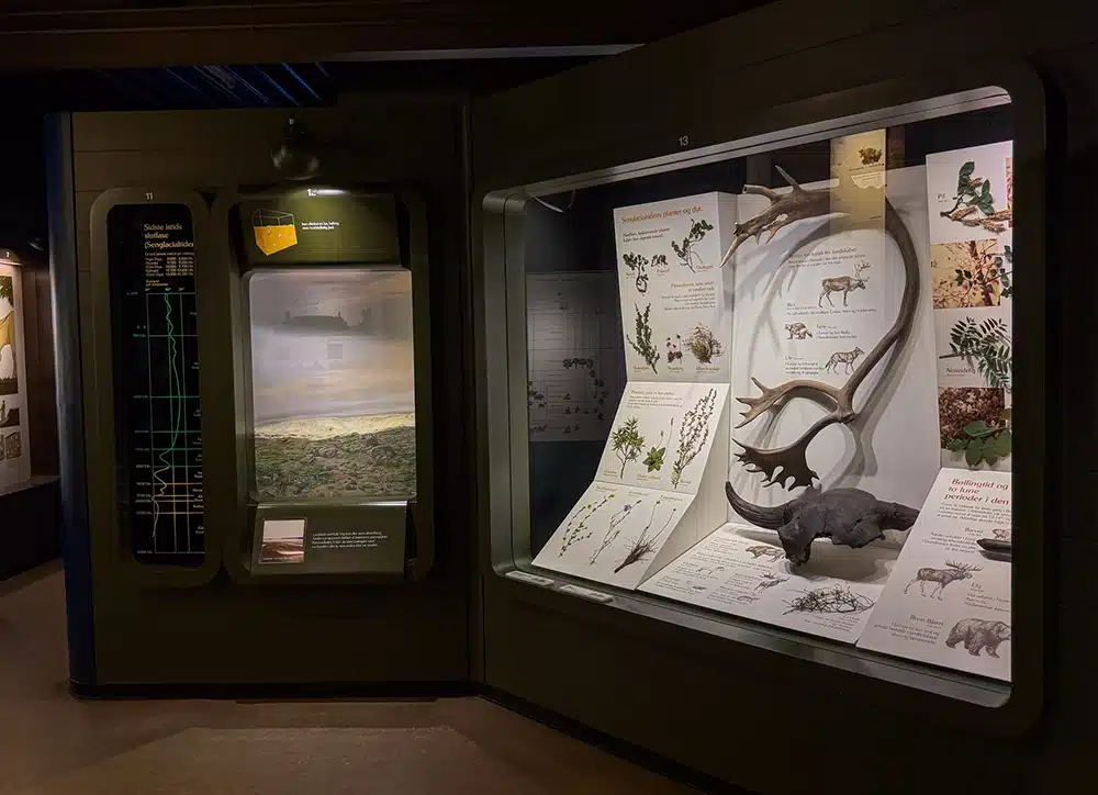 Historisk montre om dansk natur på Naturhistorisk Museum