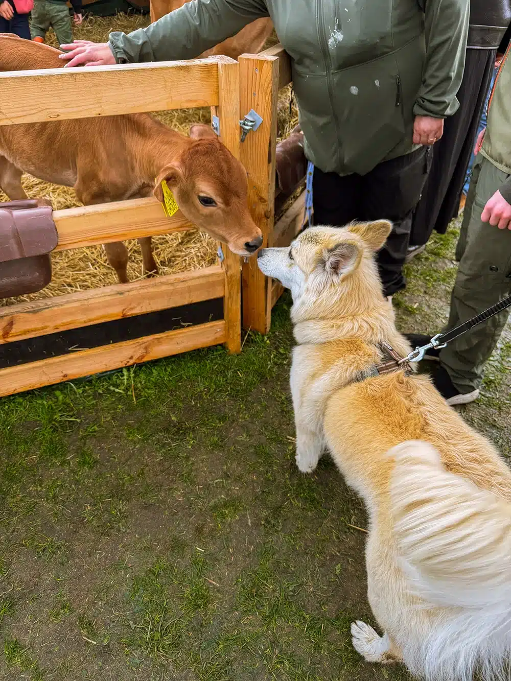 Kalv og hund hilser på hinanden på Food Festival