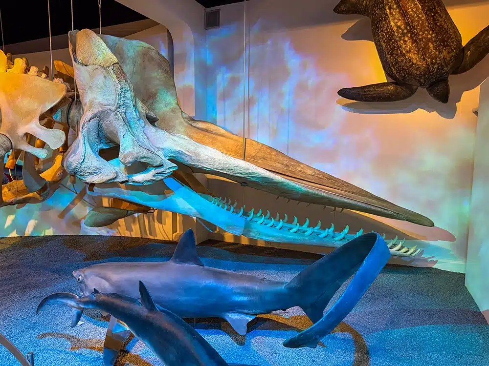 Kaskelothvalskelet og havdyr i Den Globale Baghave på Naturhistorisk Museum