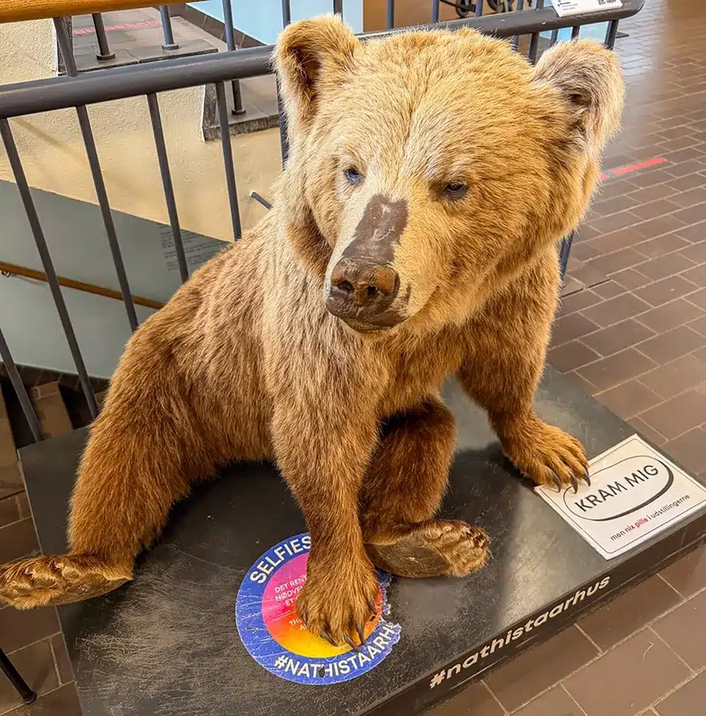 Krammebjørn til selfies på Naturhistorisk Museum