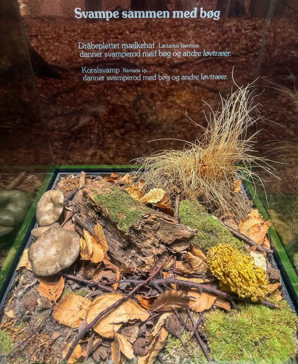 Svampe og skovbund i dansk natur på Naturhistorisk Museum