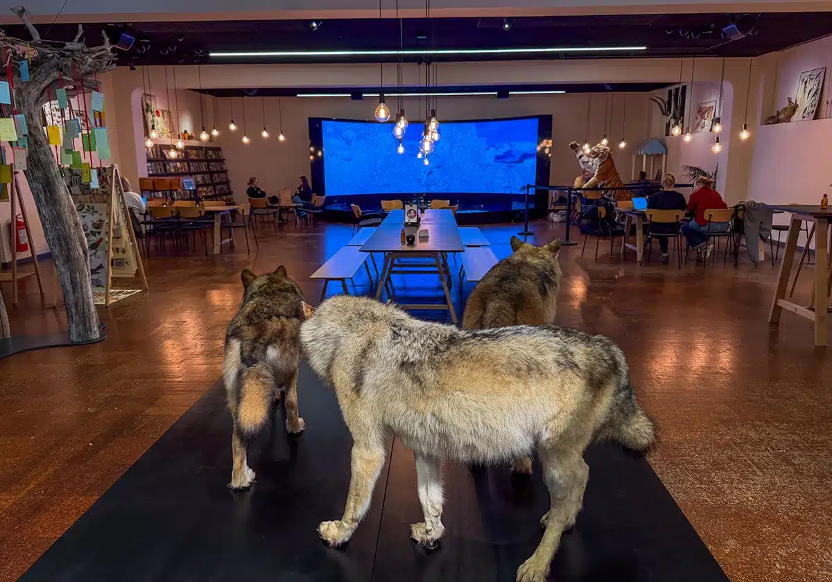 Tre udstoppede ulve foran studiecaféen på Naturhistorisk Museum