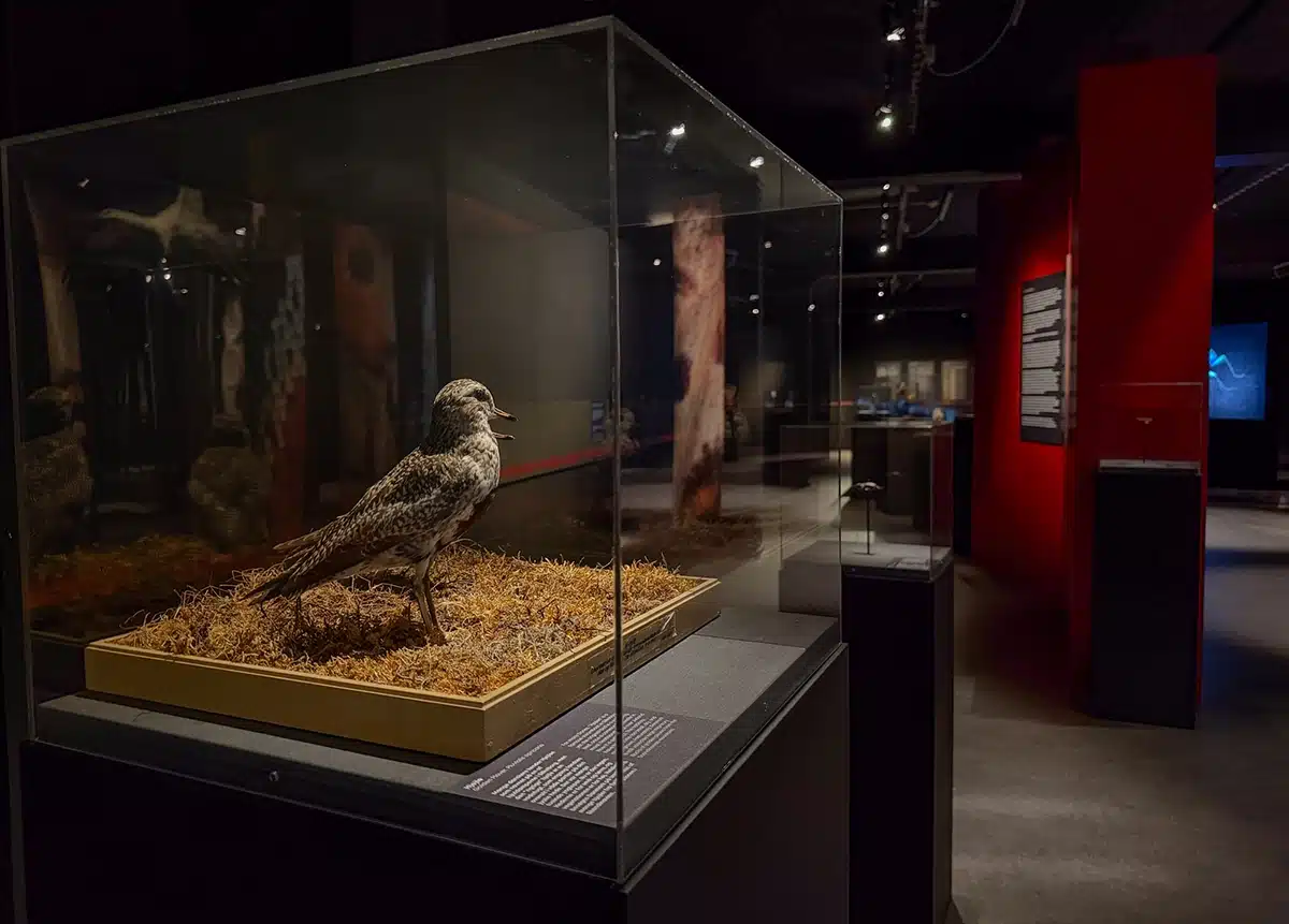 Udstoppet fugl i montre i udstilling Afterglow på Naturhistorisk Museum