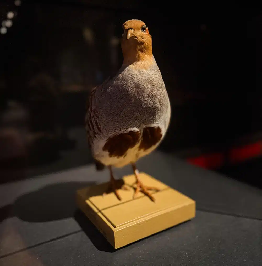 Udstoppet fugl i særudstillingen Afterglow på Naturhistorisk Museum