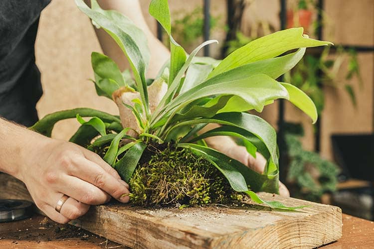 Kokedama-værksted med morgenmad